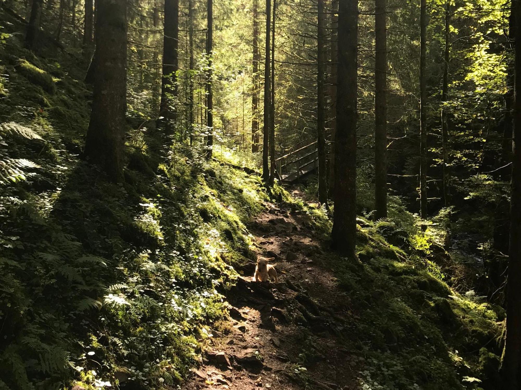 Ferienhaus Robin Titisee-Neustadt Esterno foto
