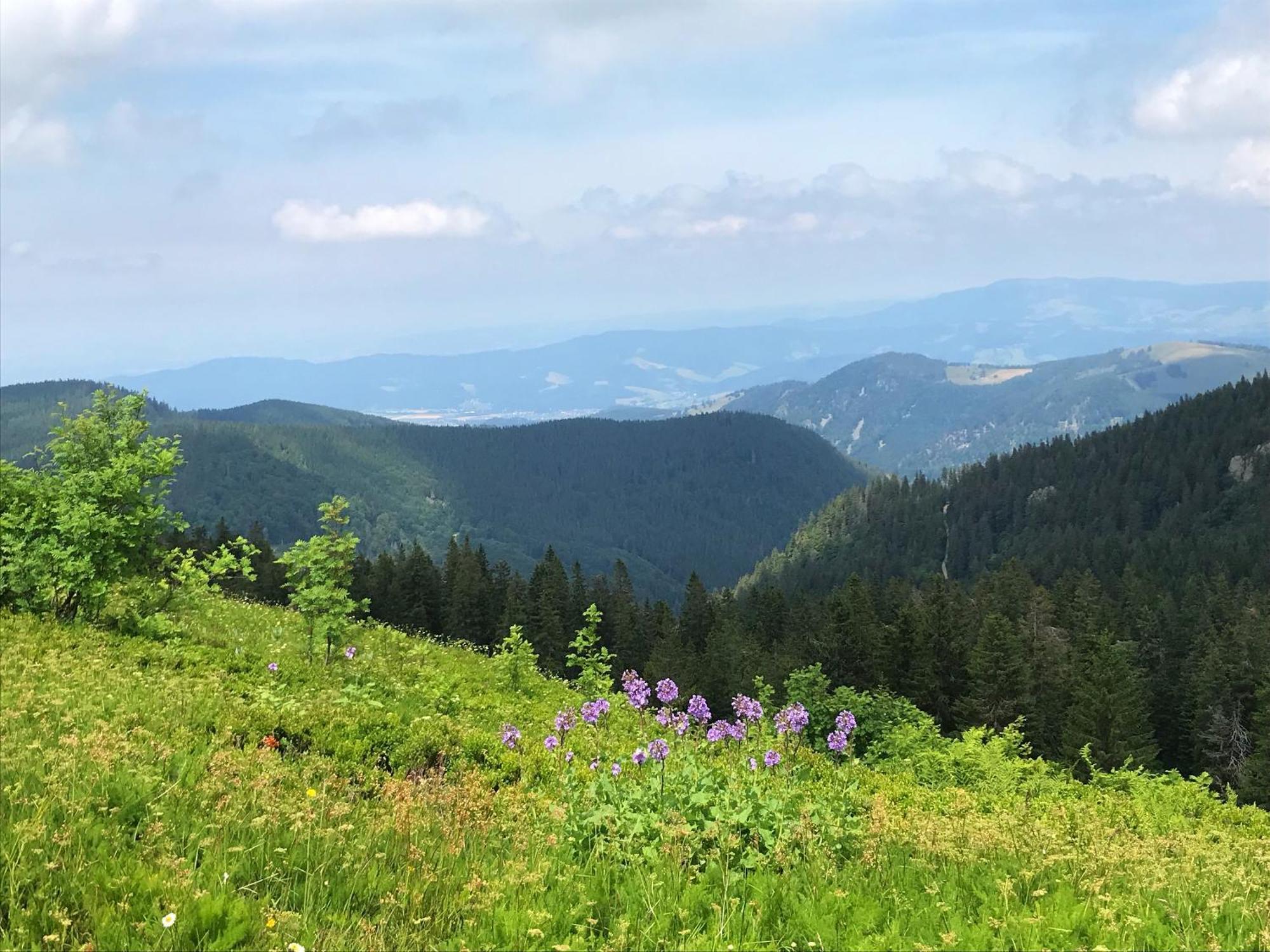 Ferienhaus Robin Titisee-Neustadt Esterno foto